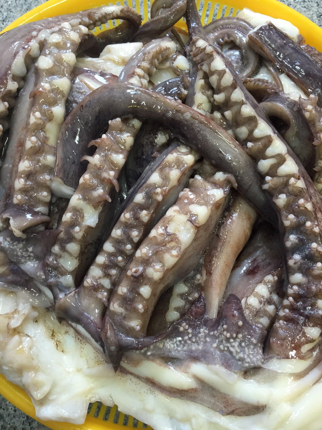 Giant Squid Tentacles